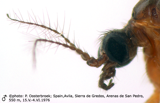 body part(s) - head and antenna