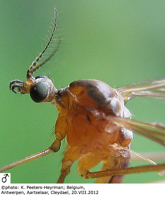 body part(s) - head and thorax