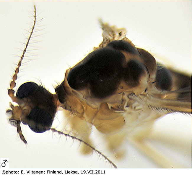 body part(s) - head and thorax