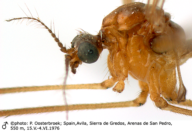 body part(s) - head and thorax