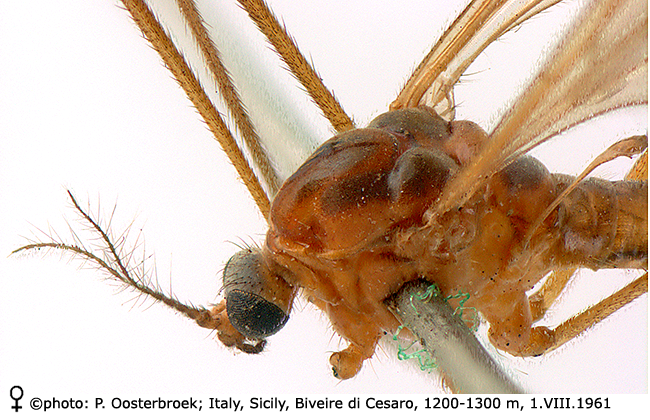 body part(s) - head and thorax
