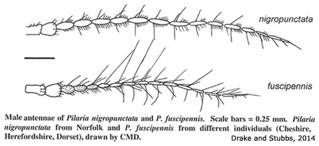 body part(s) - antenna