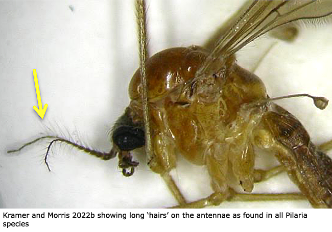 body part(s) - head and thorax