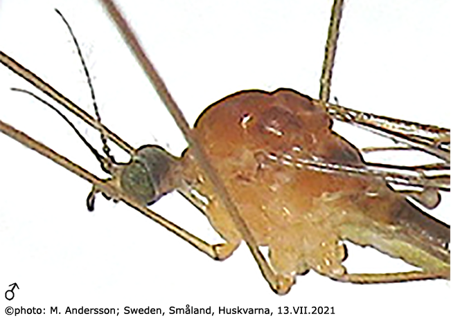 body part(s) - head and thorax