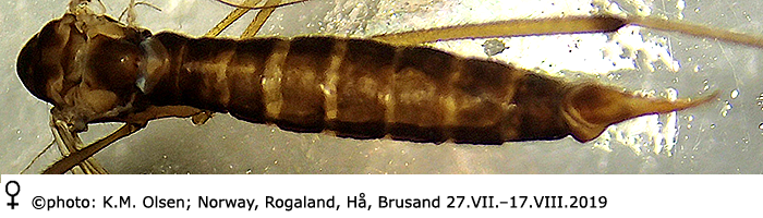 body part(s) - abdomen