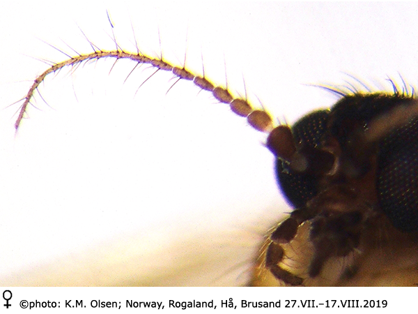 body part(s) - antenna