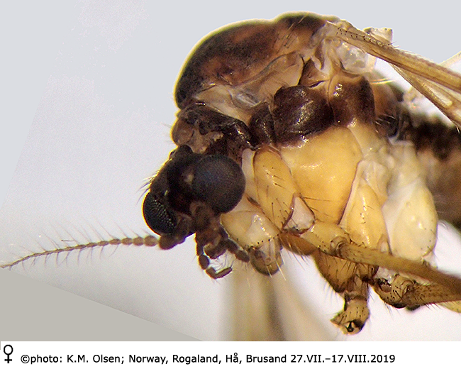 body part(s) - head and thorax
