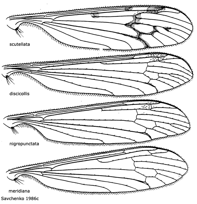 wing