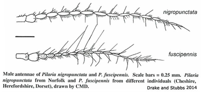 body part(s) - antenna