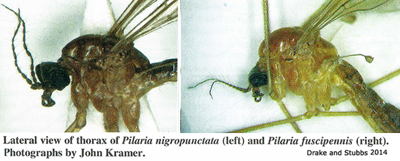 body part(s) - thorax