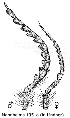 body part(s) - antenna