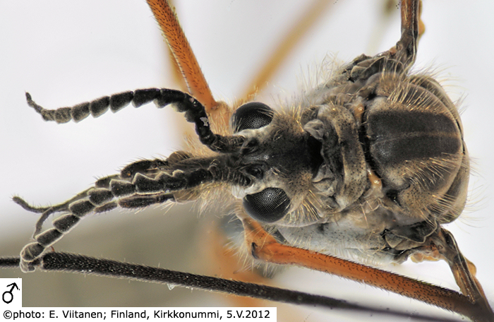 body part(s) - head and antenna
