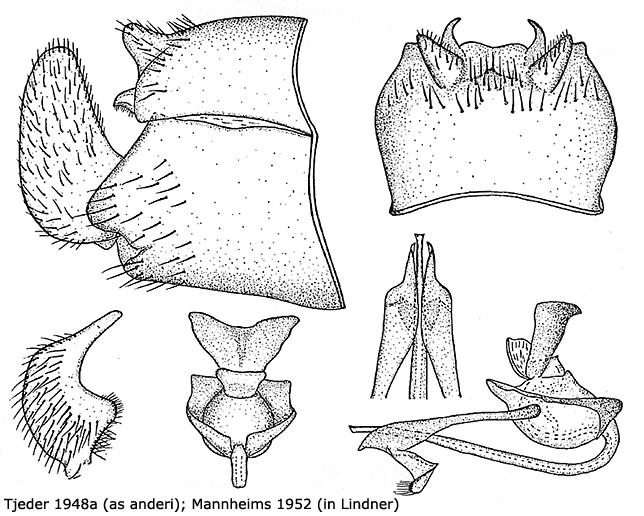 hypopygium
