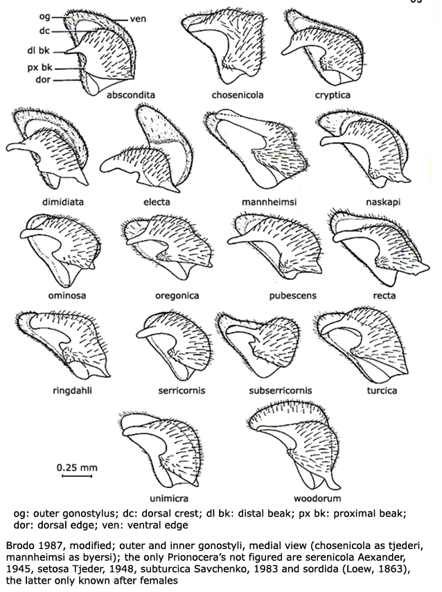 hypopygium