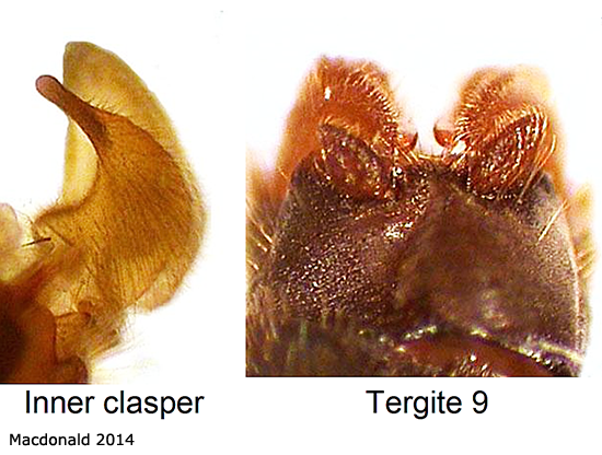 hypopygium