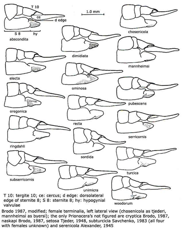 ovipositor