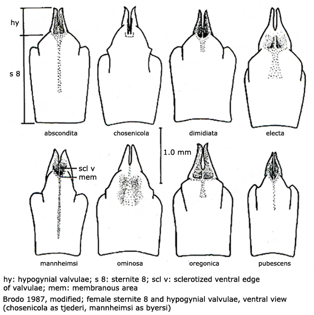 ovipositor