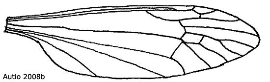 wing