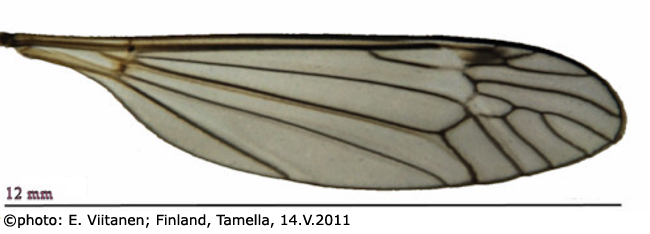 wing