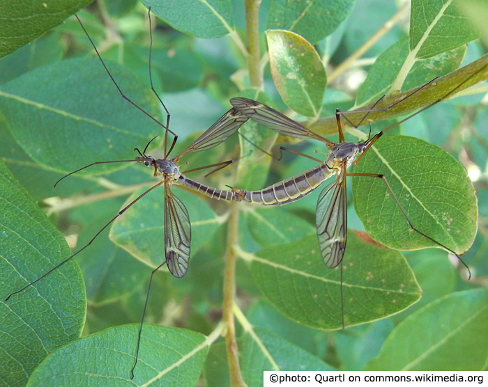 habitus - copula