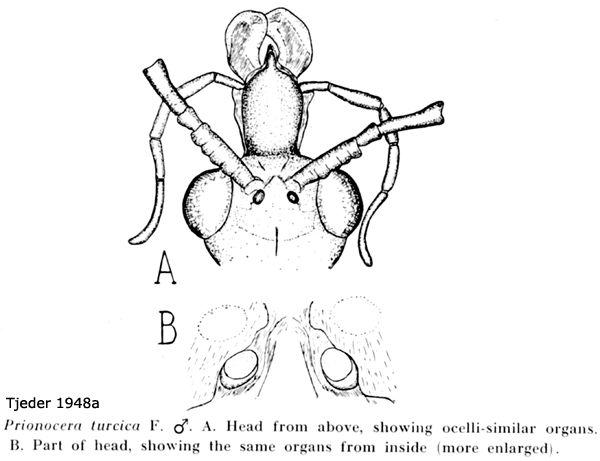 body part(s) - head