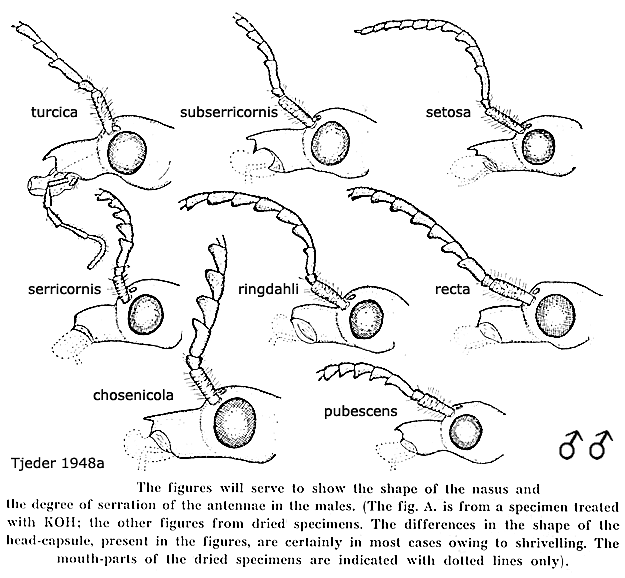 body part(s) - head and antenna
