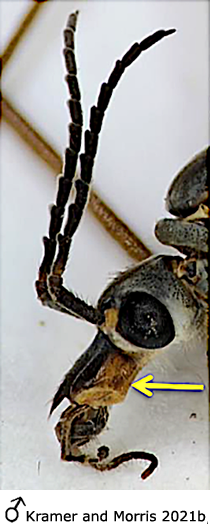 body part(s) - head and antenna