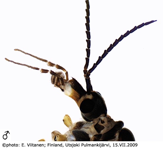 body part(s) - head and antenna