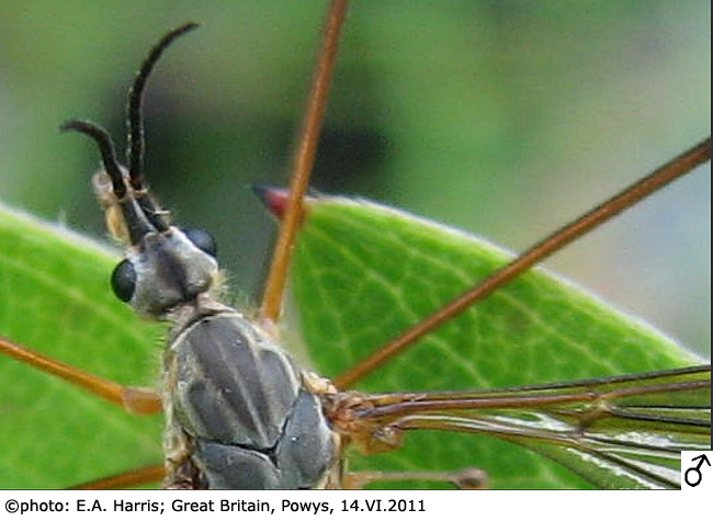 body part(s) - head and thorax
