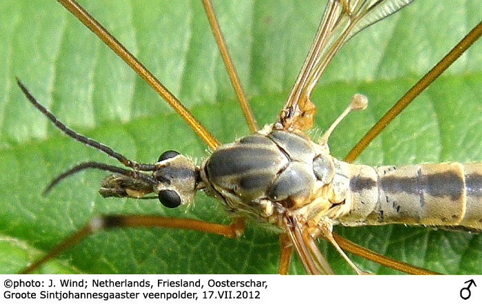 body part(s) - head and thorax