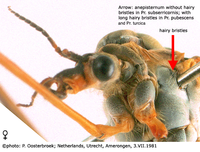 body part(s) - head and thorax