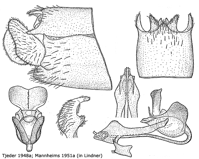 hypopygium
