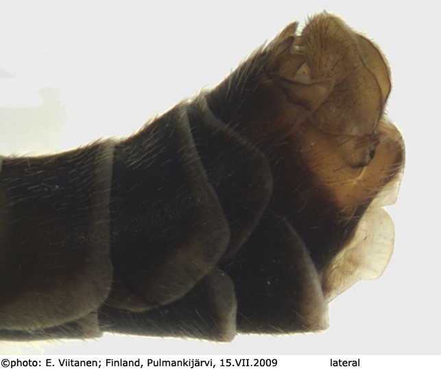 hypopygium