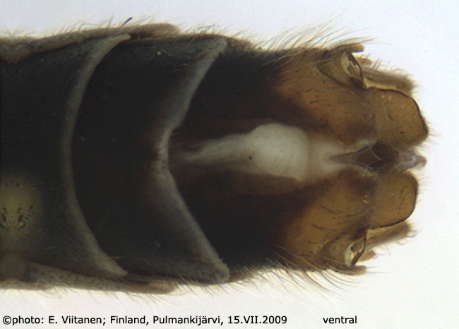 hypopygium