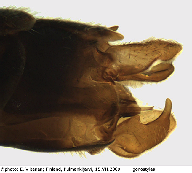 hypopygium