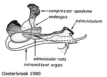 hypopygium