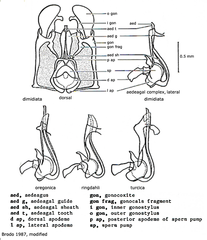 hypopygium