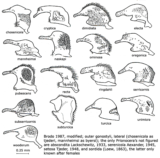 hypopygium