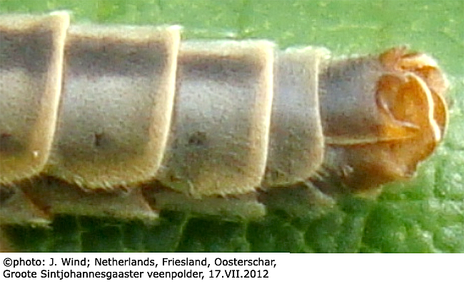hypopygium