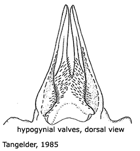 ovipositor