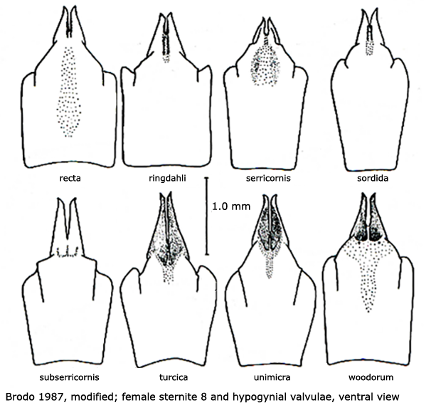 ovipositor