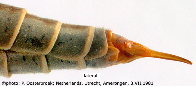 ovipositor