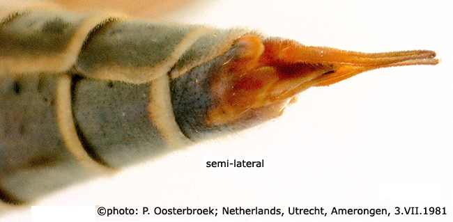 ovipositor
