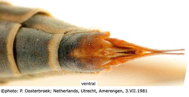 ovipositor
