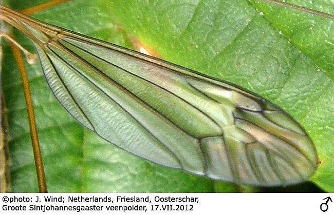 wing