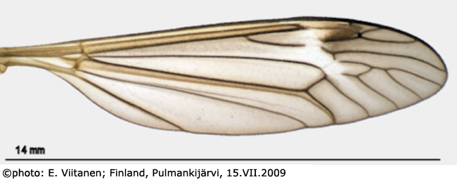 wing