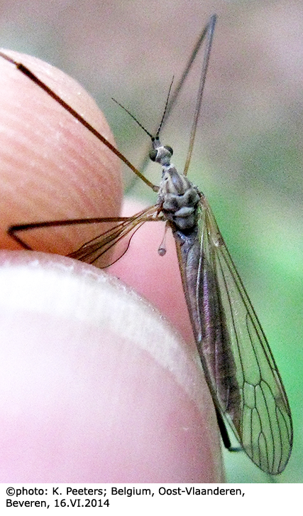 habitus - female