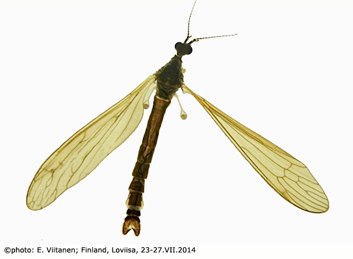 habitus - male