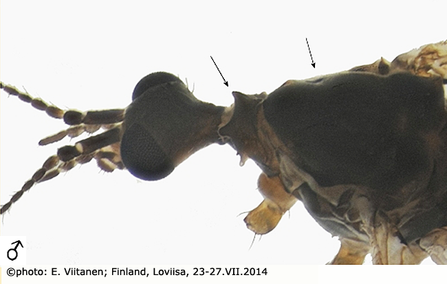 body part(s) - head and antenna