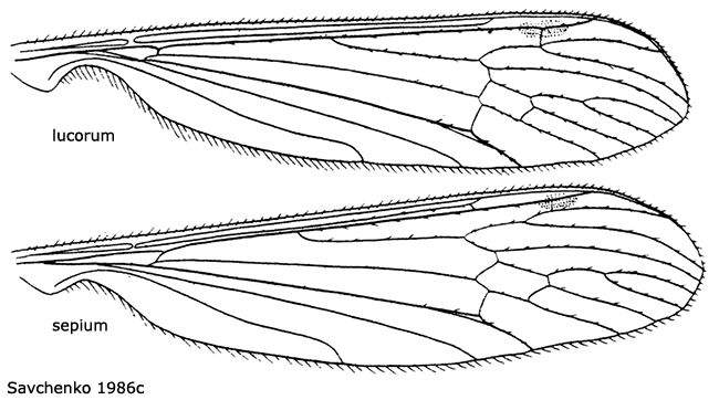 wing